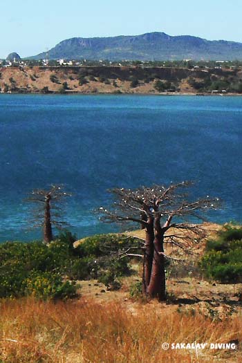 excursions baobab nord Madagascar